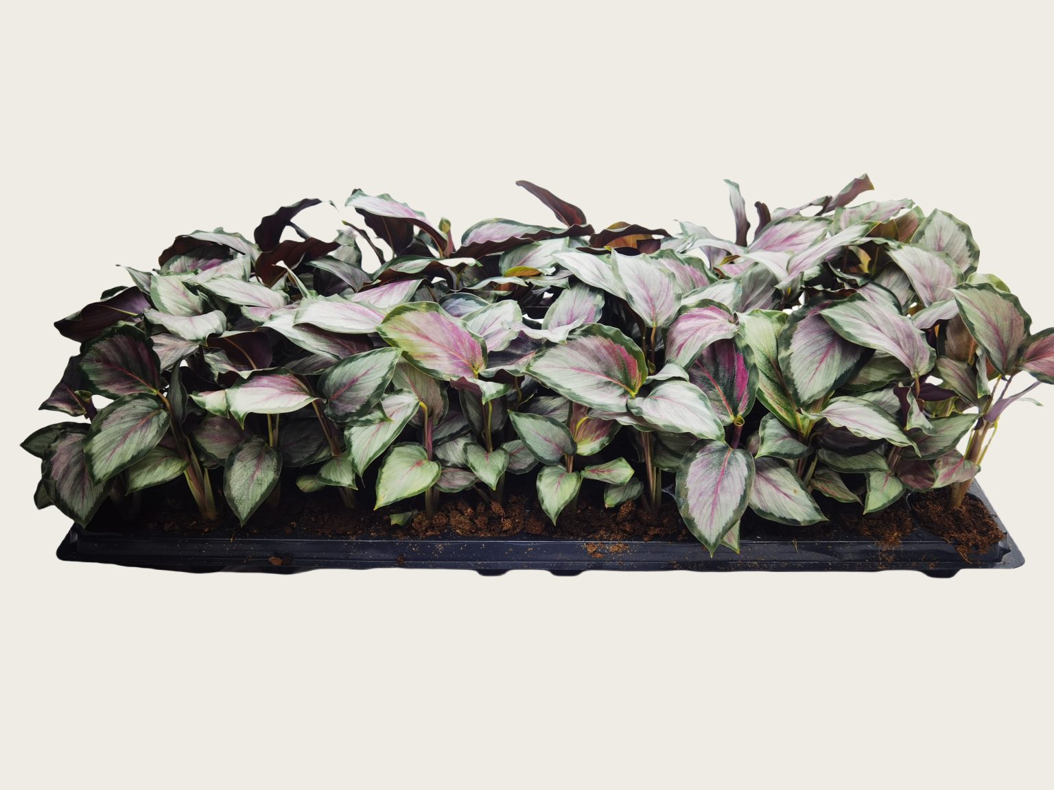 Calathea New Rainbow