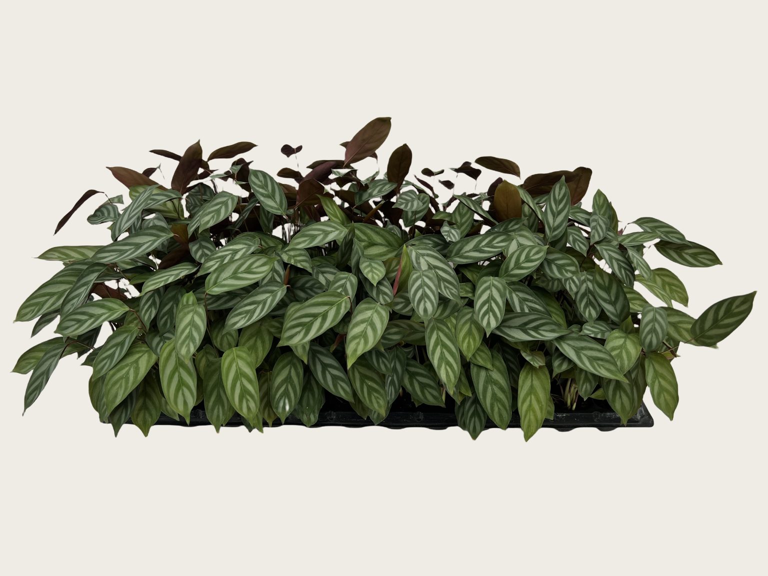 Calathea setosa