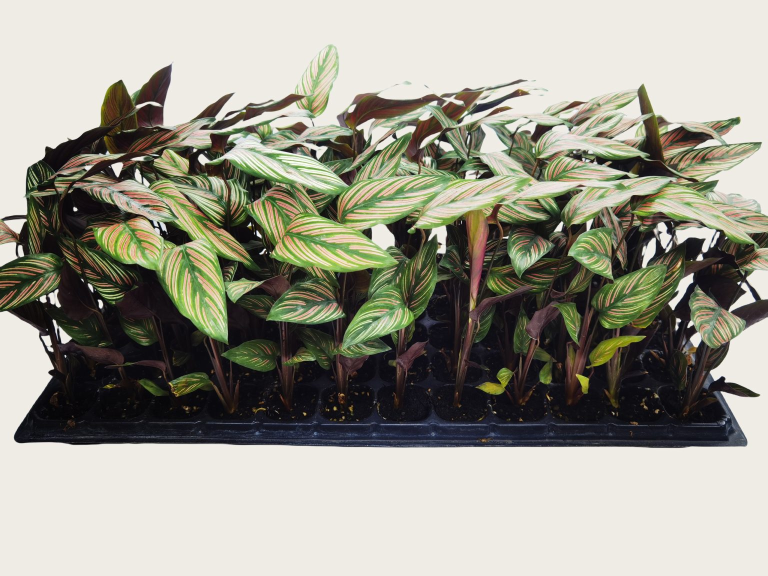 Calathea sanderiana