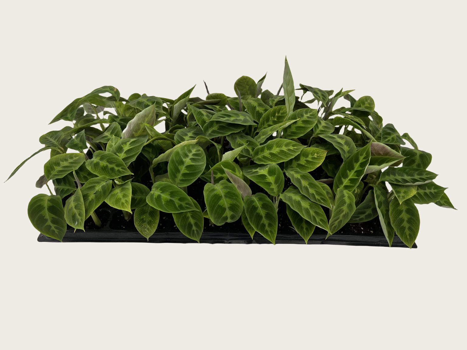 Calathea warscewiczii