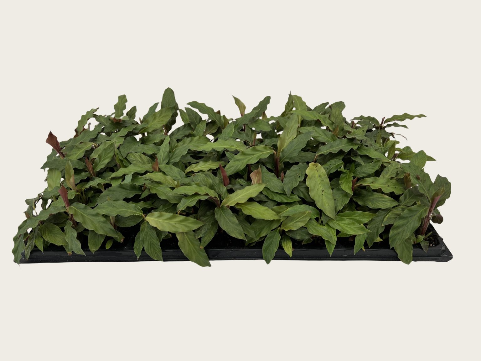 Calathea Rufibarba