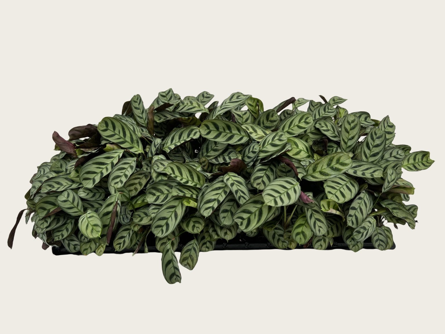 Calathea musaica