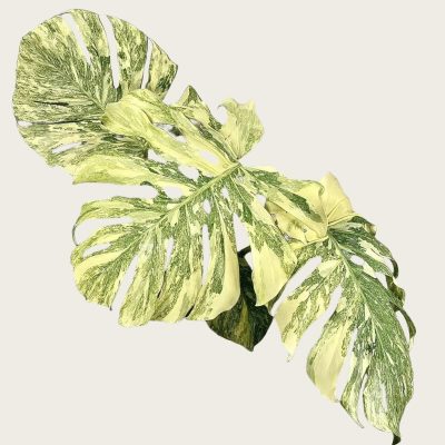 Monstera Legacy Variegata