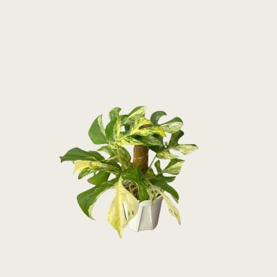 大理石薄荷姬龟背Rhaphidophora Tetrasperma minima varoegated