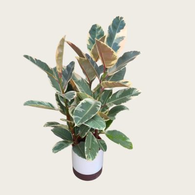 花叶橡皮树